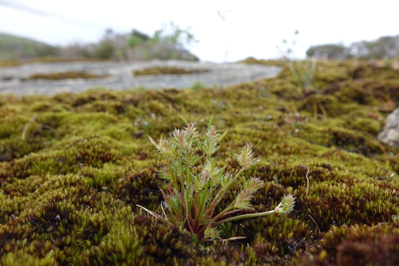 Aphelia cyperoides, Davidson, C 13497--Australia. W. A. Two People's Bay Nat. Res. 29 Oct 2016. DSC06475 (110).JPG