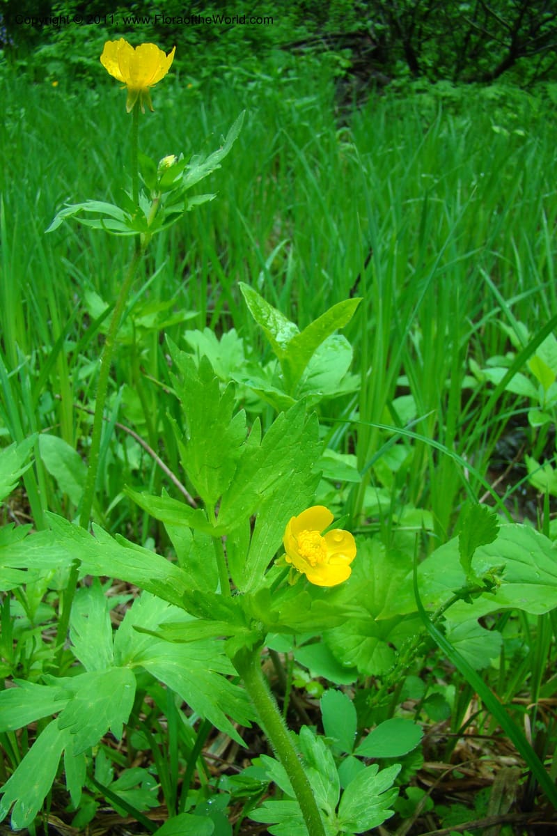Ranunculus, C. Davidson 11402--Idaho. Adams Co. Smokey Boulder Rd. 6 June 2009. 002.jpg