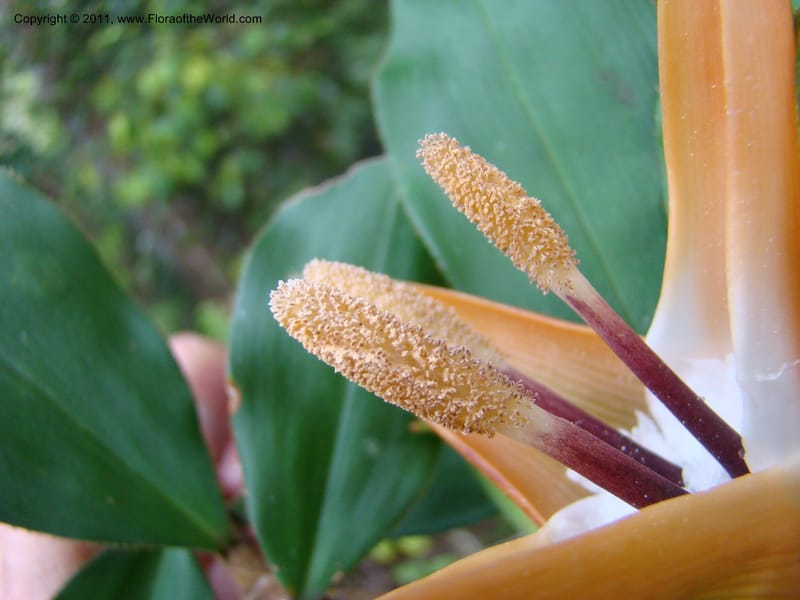 Freycinetia, Munzinger, J 4869--New Caledonia,  Dogny, 19 Nov 2007, 68 (6).jpg