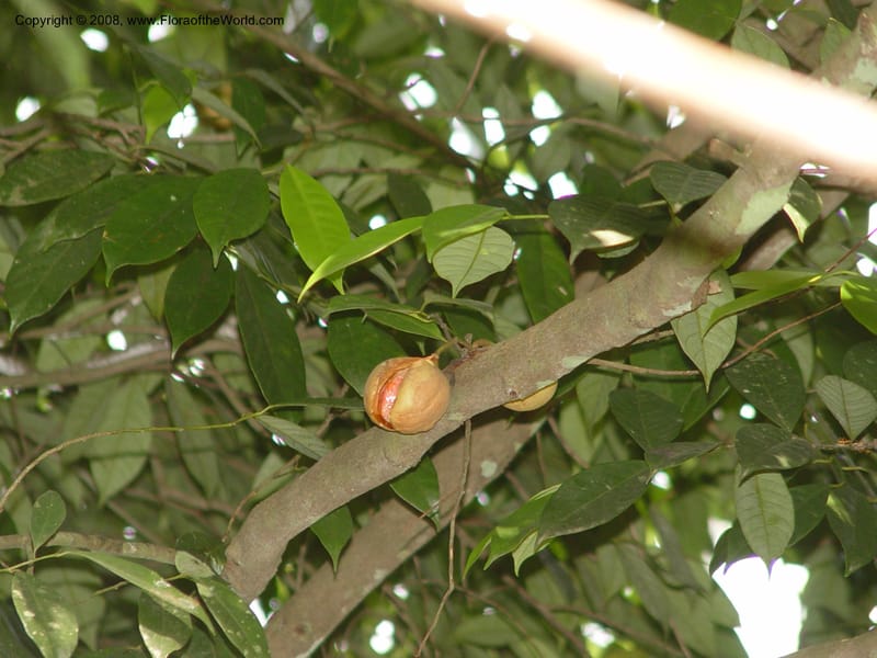 Myristica fragrans--Ghana. Aburi Botanic Garden. 10 Dec 03. 071.jpg