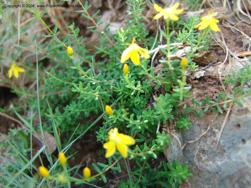 Hypericum empetrifolium ssp oliganthum--Crete. Ep. Kisamos. Sirikari Gorge. 25 May 05. 031.jpg