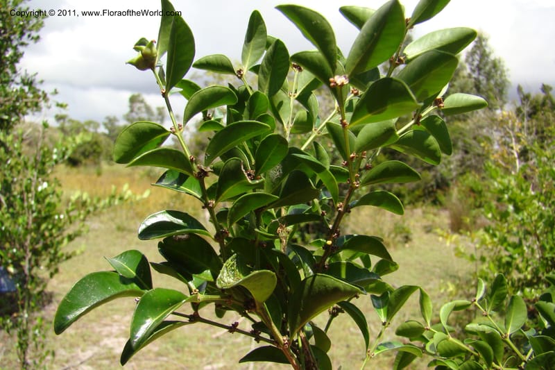 Buxus madagascarica, Razafindraibe 200--Madagascar. Prov. Fianarantsoa. RN 12. 14 Jan 09. 104 (3).jpg
