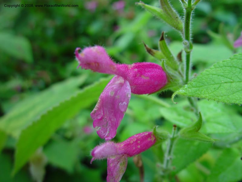 Salvia dorisiana--CA. UCLA. Mathias Bot. Gard. 13 Feb 03. 046.jpg