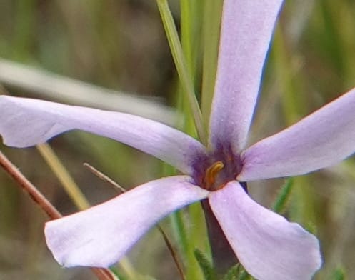 Phlox condensata, C. Davidson 13762--Oregon. Wallowa Co. Zumwalt.Trail Cr. Rd. 4 Jun 2018. DSC04078 (527).JPG