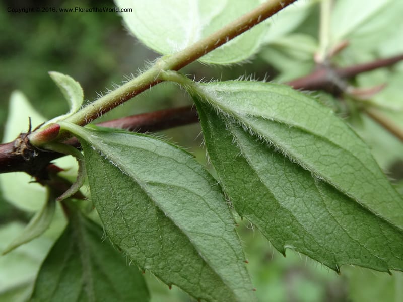 Abelia macrotera, Boufford, D 43692--China. Sichuan. LongDongZhen on Rd. to LeiYuan Shan. 13 May 2014. DSC05860 (184).JPG