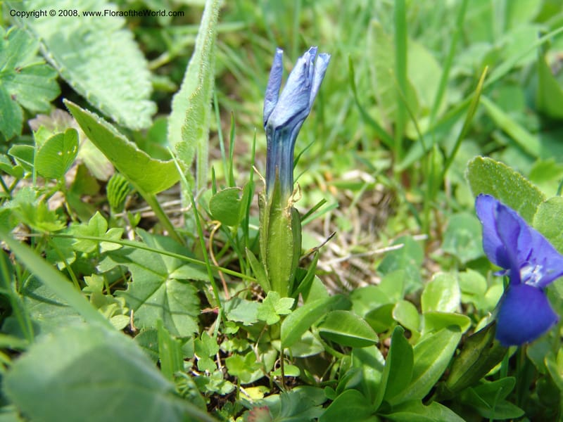 Gentiana angulosa--Georgia. Kazbeki . Trail-road to Sameba Church. 2 Jun 05. 072.jpg