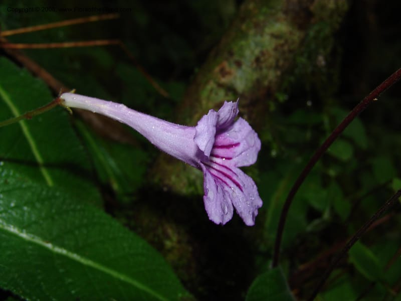 Streptocarpus rexii--So.Africa. E. Cape. Quanti Area, Stut. 8 Mch 05. 194.jpg