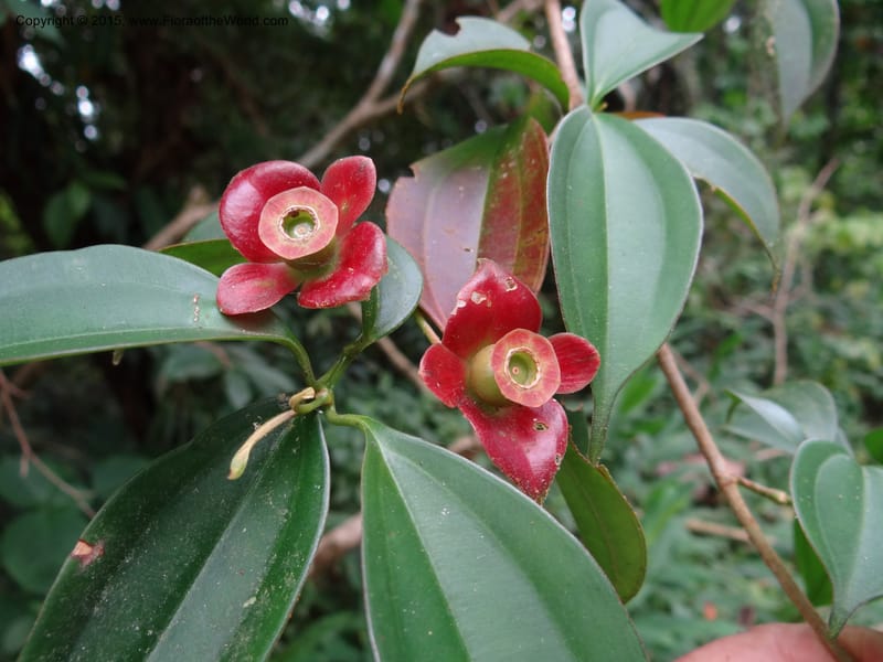 Blakea, Hammel 26104--Costa Rica. Road into Ranchos Tinamu. 3 Mar 2012. DSC03548 (69).JPG