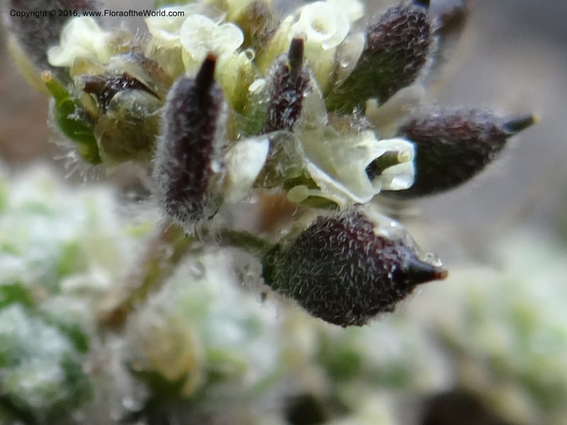 Draba, Ulloa, C 2414--Ecuador. Pichincha. Nevado Cayambe. 6 Oct 2012. DSC07236 (123).JPG