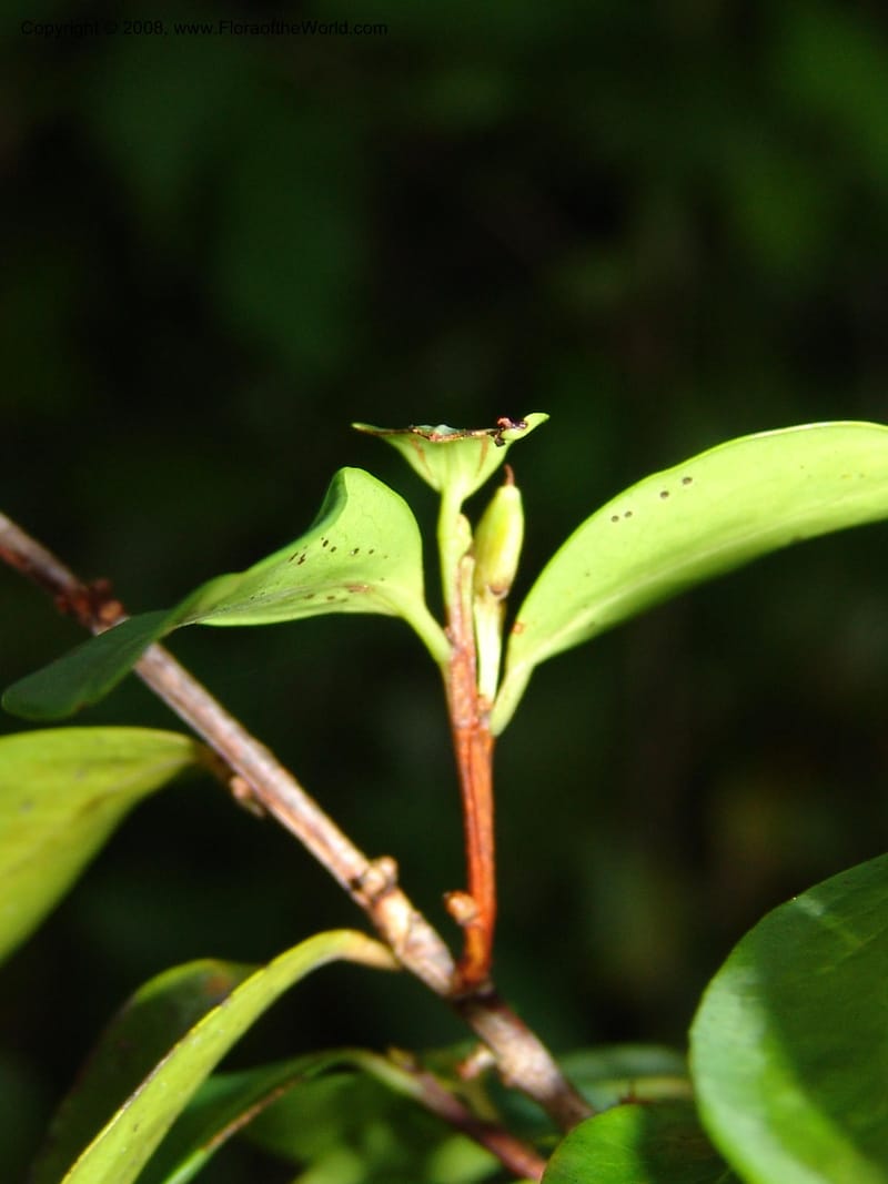Erythroxylum, not coll.--Madag. Prov. Toliara. Mandena Centr. Res. Ecol. 18 Jan 06. 190.jpg