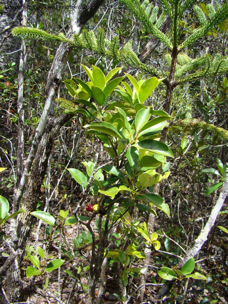 Hedycarya, JMunzinger4706--N.Caled. Plateau de Poro. 16 Nov 07. 075.jpg