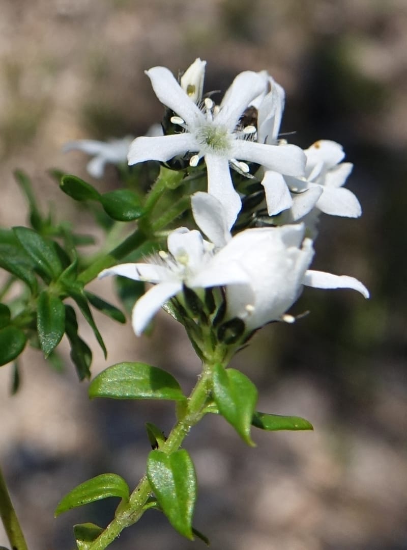 Logania serpyllifolia, Davidson, C 13471--Australia. W.A. Albany Hwy, odom 33.5. 28 Oct 2016. DSC05957 (12).JPG