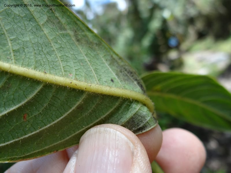 Palicourea, Ulloa, C 2296--Ecuador. Loja. Podocarpus NP. Cajanuma. 29 Sep 2012. DSC05265 (91).JPG