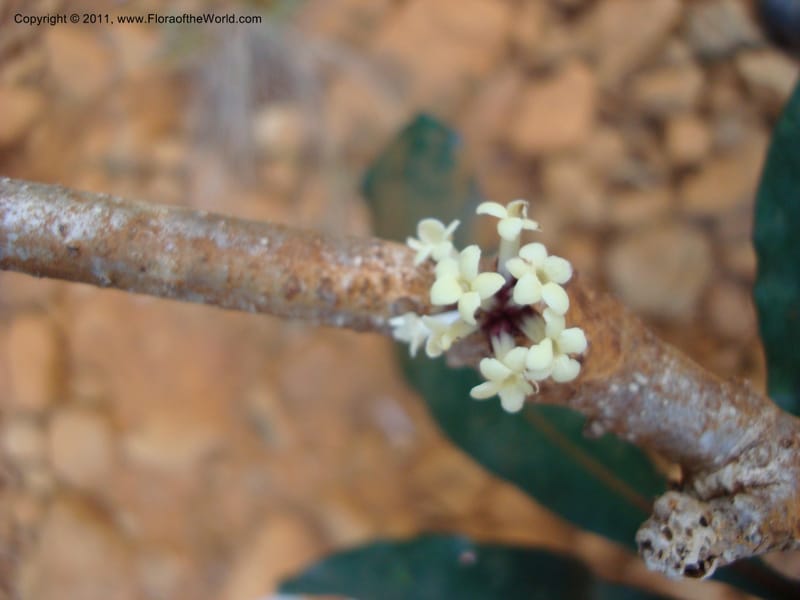 Pittosporum, Gemmil, C 627--New Caledonia, Prov N, Kwe Bwinyi River, 28 Nov 2007,  042 (11).jpg