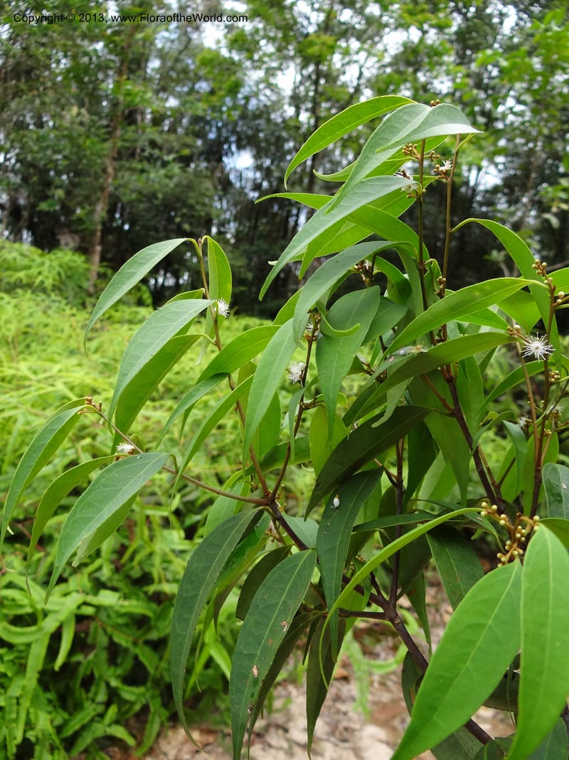 Symplocos, S.98876--Malaysia, Sarawak. Kubah Nat. Park. 28 Mar 2012. DSC05973 (142).JPG