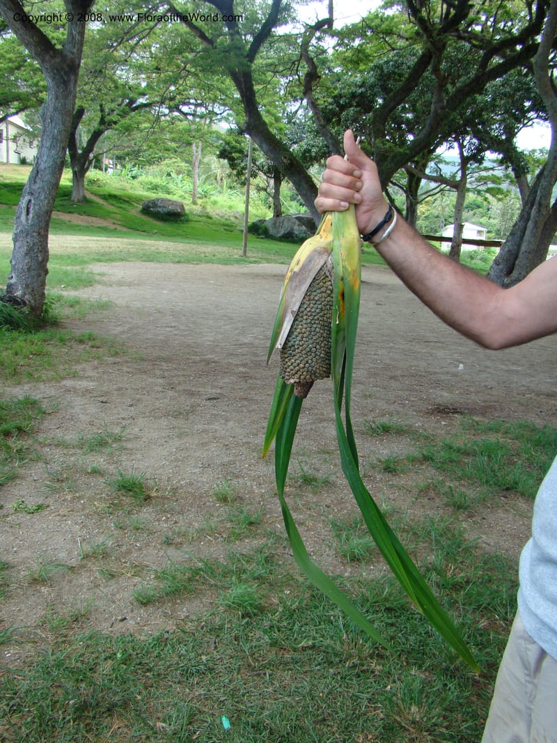 Pandanus, JMunzinger4821--New Caledonia. Col d'Amoss. 14 Nov 07. 137.jpg