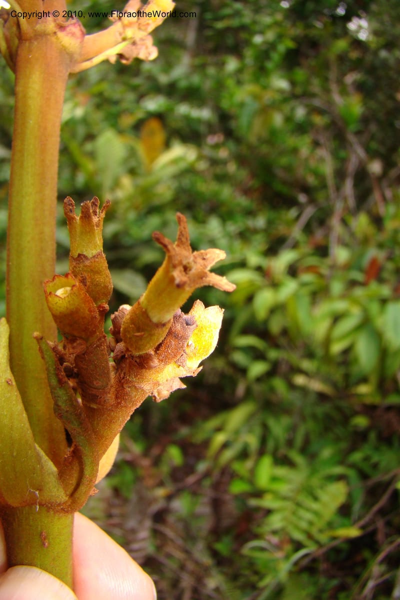 Ladenbergia, Vasquez 35053--Peru. Loreto. Dto. Iquitos. Res. Allpahuayo-Mishana. 19 Nov 08. 522 (22).jpg