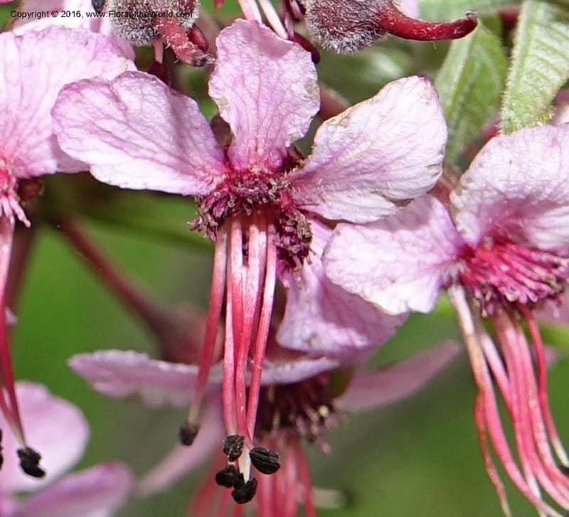 Ungnadia speciosa, Davidson, C 13072--Texas. Galveston. 18 Mar 2016. DSC00038 (63).JPG