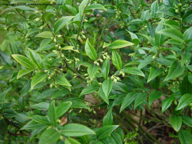 Sarcococca hookeriana--France. Paris. Jardin des Plantes. 30 May 03. 063.jpg