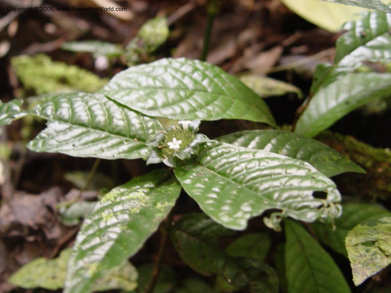Psychotria--Cameroon. Bimbia Mangrove Nat. Trail. 8 Dec 03. 009.jpg