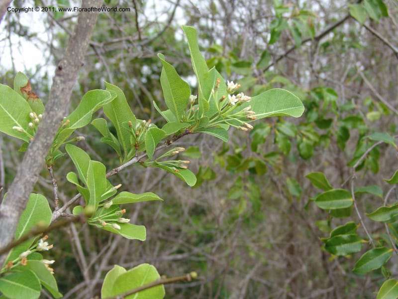 Psorospermum, ROR1525--Madag. Prov. Antsir. Sahafary, Andranomadiro. 7 Nov 06. 298.jpg