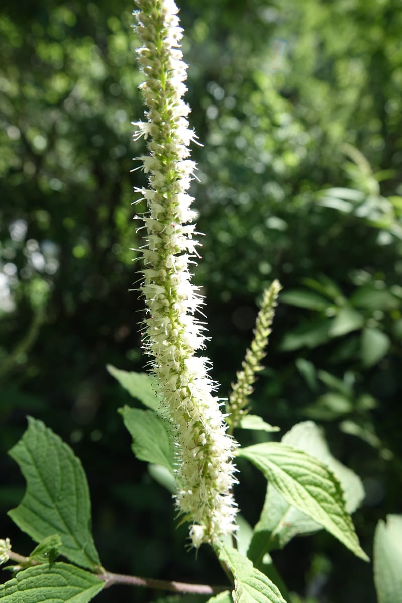 Elsholtzia fruticosa, C. Davidson 13758--China. Sichuan. Yibailingba-gou. 12 Aug 2017. DSC04660 (556).JPG