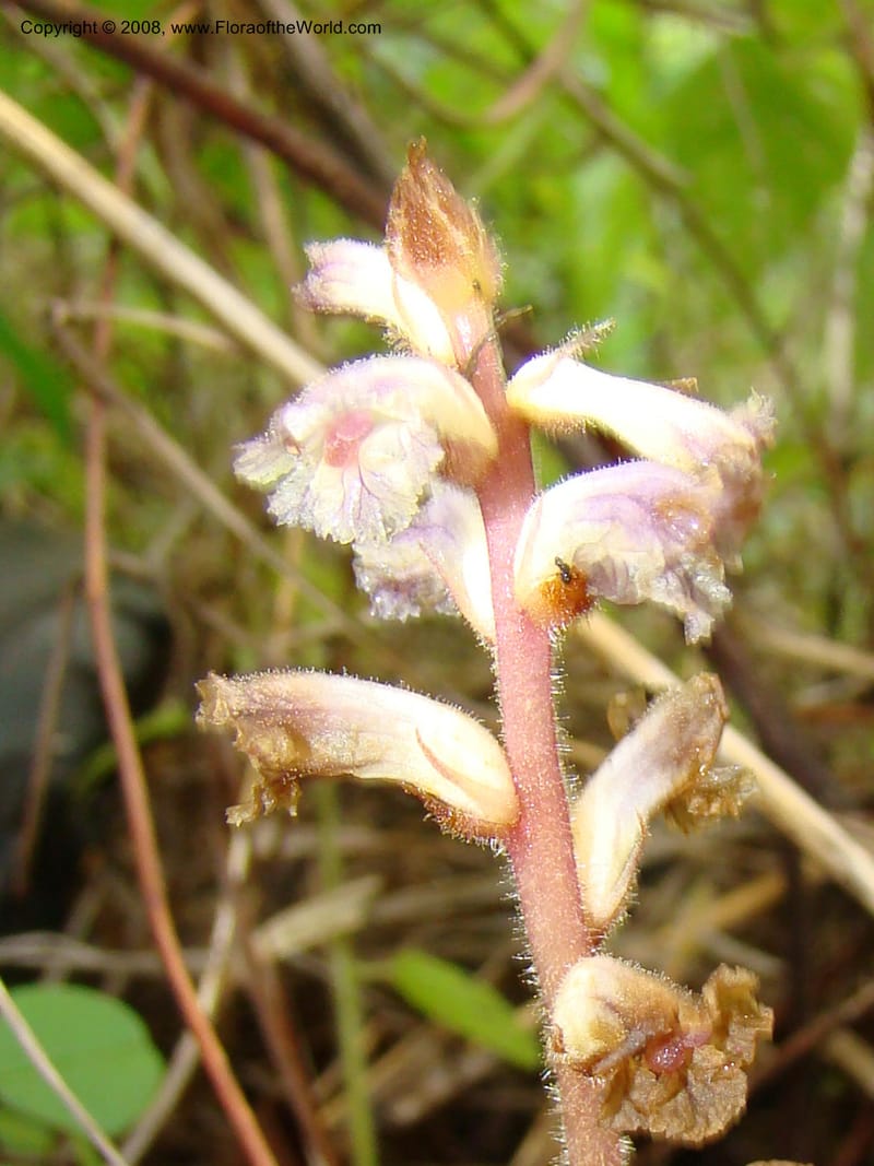 Orobanche minor, RGereau7035--Tanz. Mbeya Rural Distr. Utengule Coffee Lodge. 26 Jan 08. 216.jpg