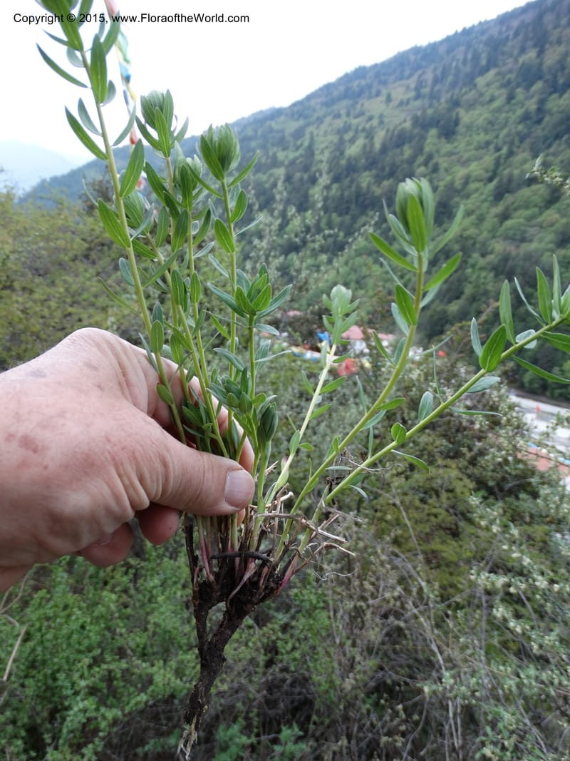Stellera chamaejasme, Boufford, D 43621--China. Sichuan. Trail above MiYaLuo. 9 May 2014. DSC04904 (14).JPG