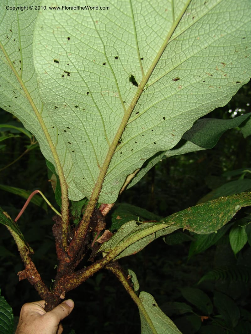 Piper, Croat 96073--Ecuador. Edo. Los Rios. Cerro Samama, SW of Pita. 18 Mar 06. 184 (15).jpg