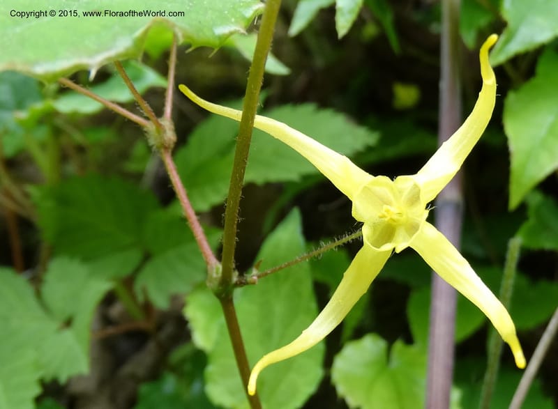 Epimedium, Boufford, D 43586--China. Sichuan. Tudiling Tunnel. 6 May 2014. DSC03860 (193).JPG