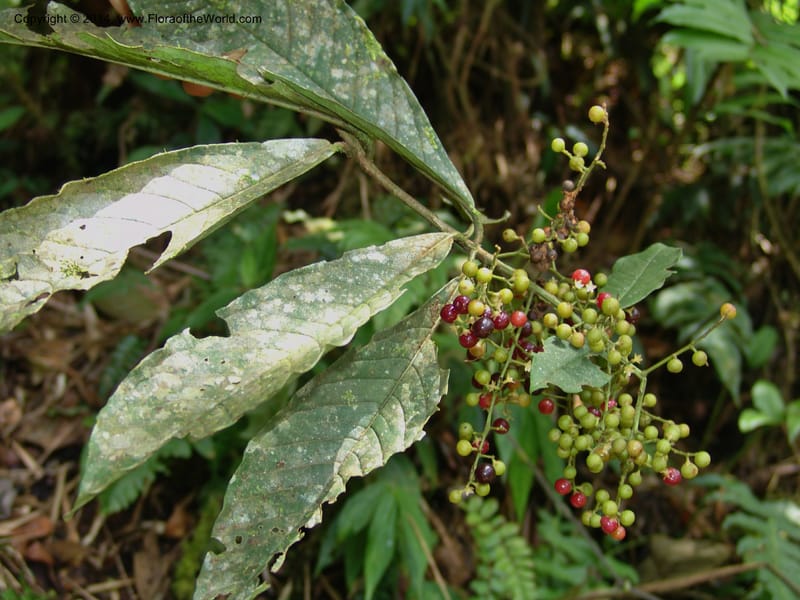 Ardisia, Croat 95845--Ecuador. Maquipucuna Biol. Res. Send. del Rio. 13 Mar 06. 358 (3).jpg