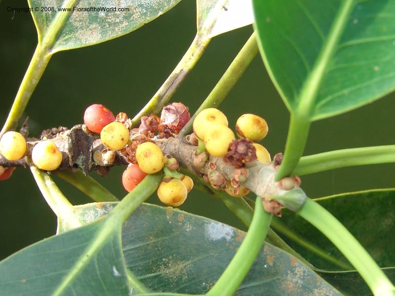 Ficus guianensis, AAraujo-M.1571--Bolivia. Pq. Nac. Madidi. Laguna Chalalan. 26 Nov 04. 232.jpg