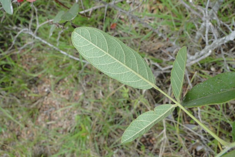 Camptosema paraguariense, W. D. Stevens 31175--Paraguay. Edo. Concepcion. Garay Cue. 19 Mar 2011. 365 (11).jpg