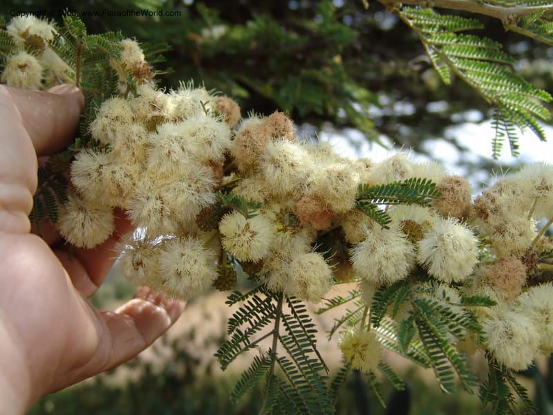 Acacia--Kenya. Gilgil on Hwy A1. 10 Jul 04. 096.jpg