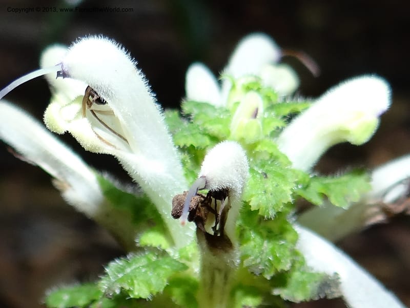 Pedicularis, VC 5501--Thailand. Chiang Mai. Doi Inthanon Nat. Park. 8 Nov 2012. DSC07747 (48).JPG