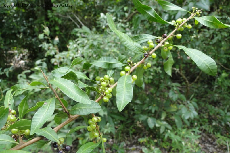 Schinus longifolia, W. D. Stevens 31284--Paraguay. Edo. Concepcion. Garay Cue. 21 Mar 2011. 174 (14).jpg