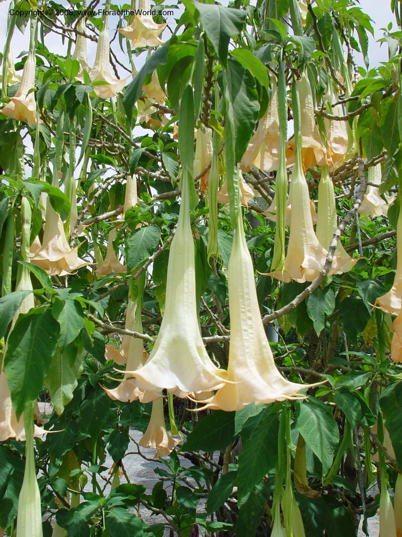 Brugmansia x candida--Costa Rica. Orosi Valley, La Casona del Cafetal Restaurant.  27 Feb 02. 003.jpg