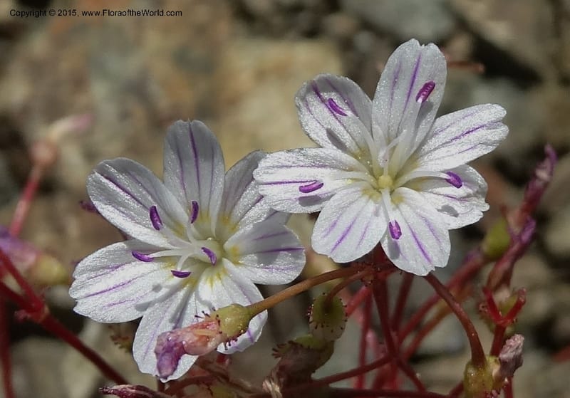Lewisia columbiana var. wallowensis, Davidson, C 12591--ID. Idaho Co. Seven Devils Camp Ground. 15 Jul 2014. DSC00113 (138).JPG