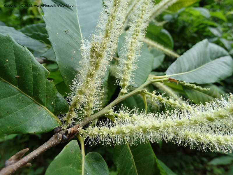 Flowering catkins and foliage on a branch