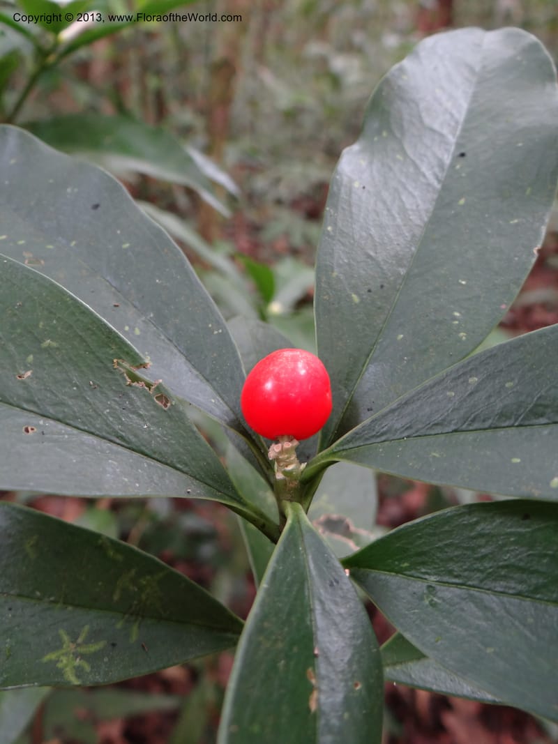 Daphne sureil, VC 5470--Thailand. Chiang Mai. Doi Suthep Pui N. P. 7 Nov 2012. (132).JPG