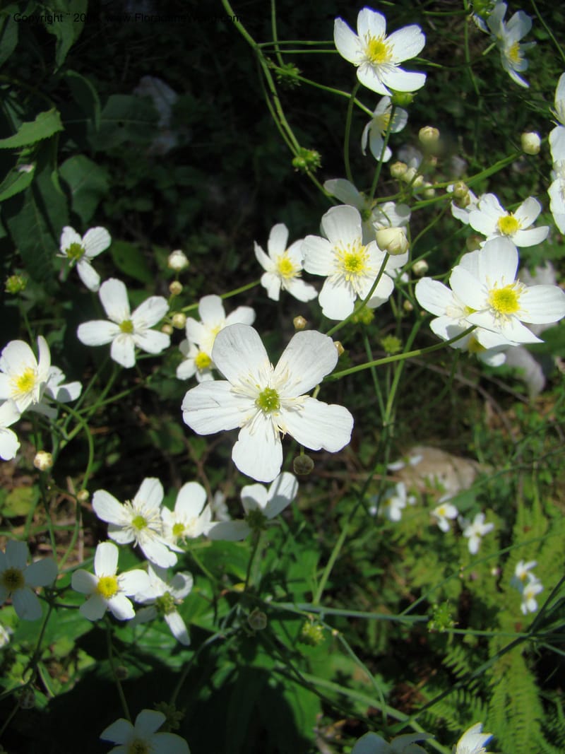 Ranunculus aconitifolius, CDavidson11256--Slovenia. Gorenska Reg. Velika Planina. 6 Jul 08. 180.jpg