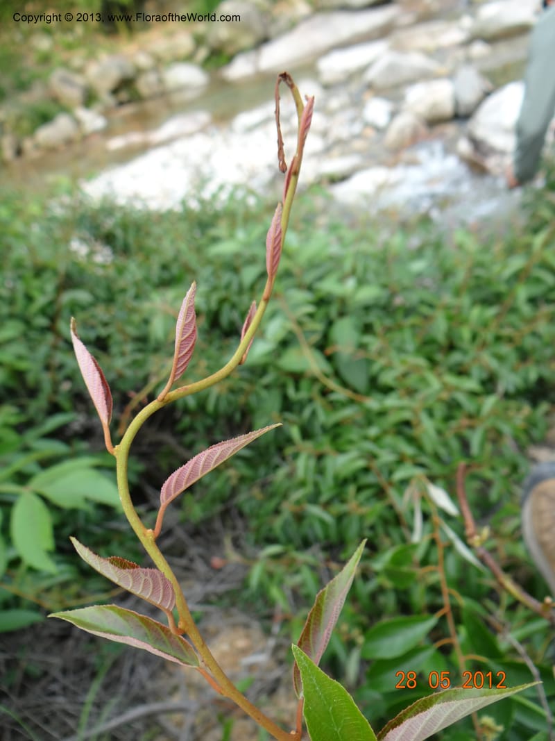 Actinidia lanceolata, Li Pan 1205287--China, Zhiyuan,ShunXi, 28 May 2012 331 (13).JPG
