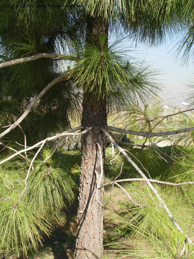 Pinus canariensis, 1999.00090--Spain. Barcelona Botanic Garden. CD21 Apr 04. 1. 140.jpg