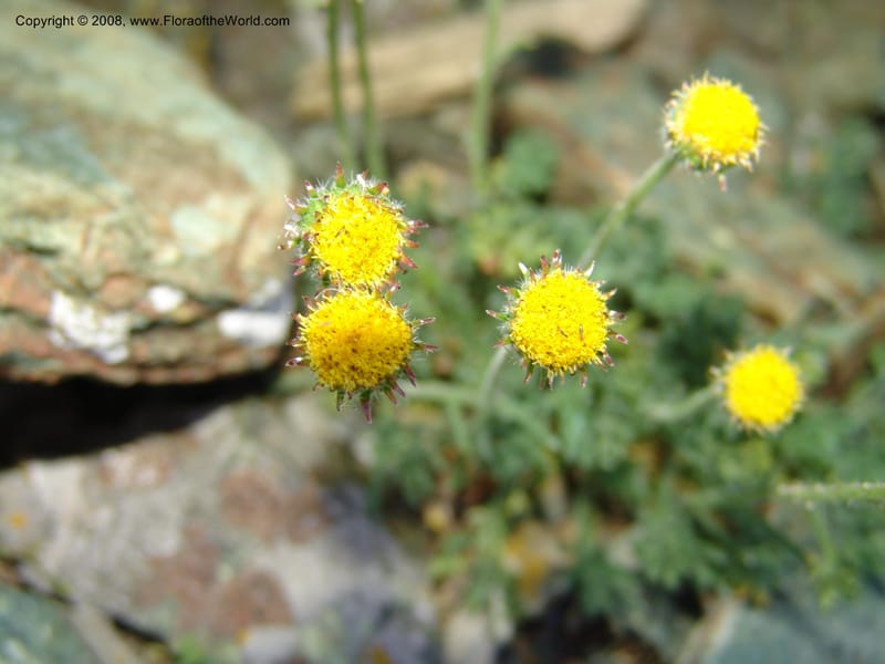 Erigeron compositus, CDavidson11126--Idaho Co. Hell's Can. Nat. Rec. Area. Heaven's Gate. 20 Jul 07. 015.jpg