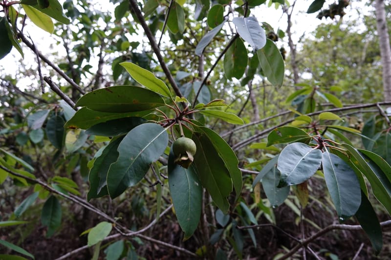 Anneslea fragrans, D. Boufford 33132--China. Yunnan. Meizi Lake Park. 3 May 2018. DSC01424 (295).JPG