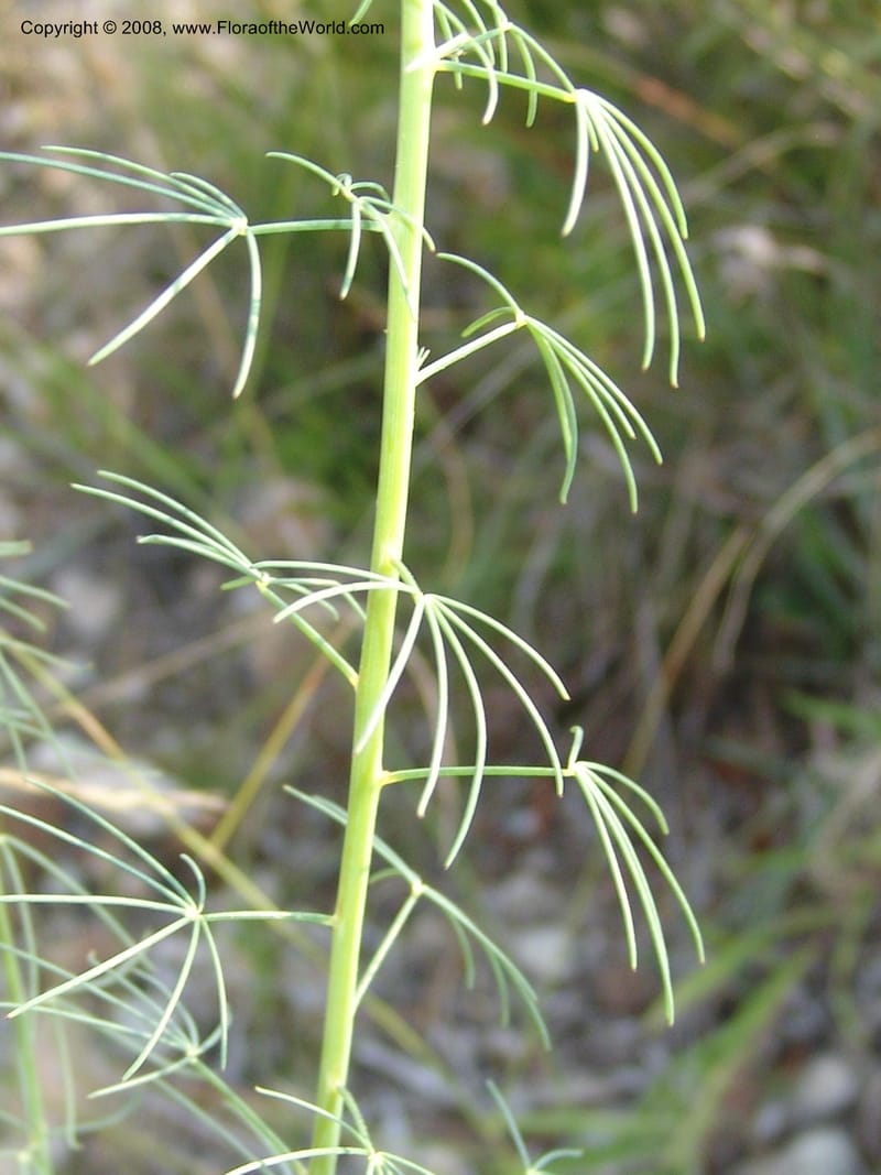 Cleome angustifolia--So.Africa. Mpumal. R577 N of Lydenburg. 16 Mch 05. 145.jpg