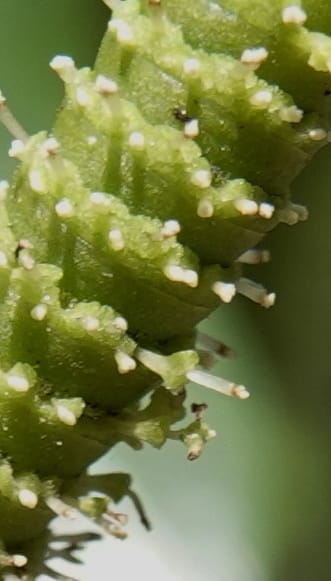 Gnetum catasphaericum, D. Boufford 44101--China. Yunnan. Lao jun Shan. 30 Apr 2018. DSC00424 (571).JPG
