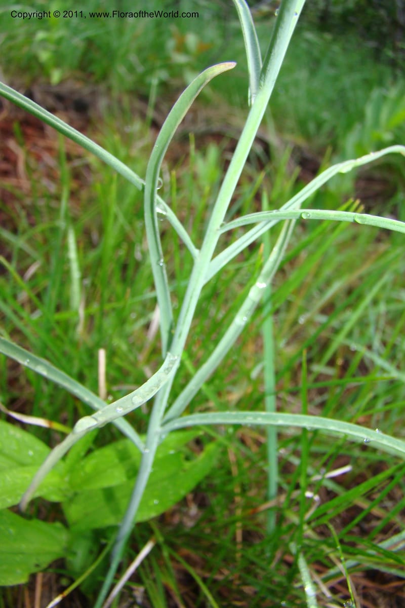 Fritillaria atropurpurea, C. Davidson 11437--Idaho. Valley Co. Payette Lake. Sylvan Beach. 7 June 2009. 030.jpg