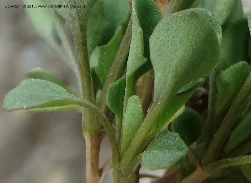 Noccaea fendleri, Davidson, C 12589--ID. Idaho Co. Seven Devils Camp Ground. 15 Jul 2014. DSC00113 (77).JPG