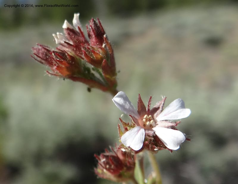 Horkelia fusca var. parviflora, Davidson, C 12198--ID. Custer Co. 1.6 mi from Hwy 75 on Redfish Lake Rd. 13 Jul 2013. DSC06785 (60).JPG